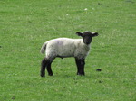 SX05269 Little black and white lamb.jpg